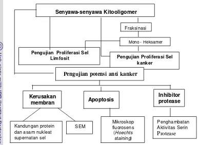 Gambar 6. Diagram alir aplikasi dan telaah mekanisme anti kanker   senyawa-senyawa kitooligomer  