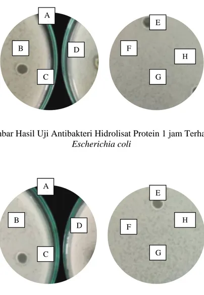 Gambar Hasil Uji Antibakteri Hidrolisat Protein 1 jam Terhadap   Escherichia coli  