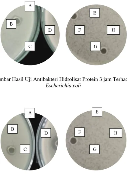Gambar Hasil Uji Antibakteri Hidrolisat Protein 3 jam Terhadap   Escherichia coli  