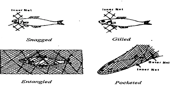 Gambar 6. Proses terjerat ikan pada jaring insang ( gill net) (Setyono, 1983) 