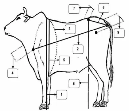 Gambar 1. Sketsa pengukuran tubuh ternak