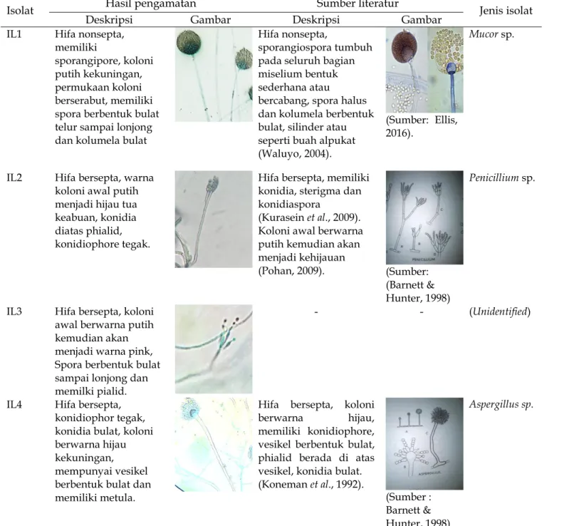 Tabel 1. Hasil isolasi dan identifikasi isolat fungi yang berasal dari nyamuk Ae. aegypti di Bandar Lampung