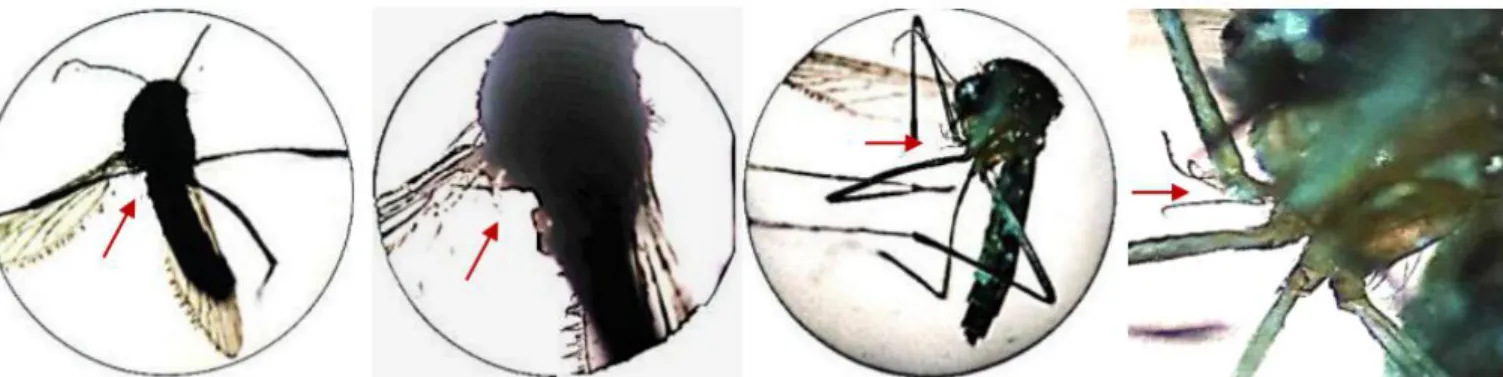 Gambar 1. Perubahan morfologi nyamuk yang terinfeksi fungi entomopatogen: (a) perbesaran 10x, (b) perbesaran 40x, dan (c) perbesaran 10x, (d) perbesaran 40x.