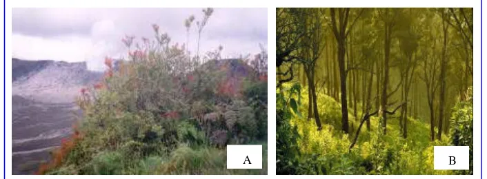 Gambar 4 Lingkungan Pegunungan: A. Tanaman khas pegunungan (metigi ); dan B. Lingkungan hutan Taman Nasional Bromo Tengger Semeru 