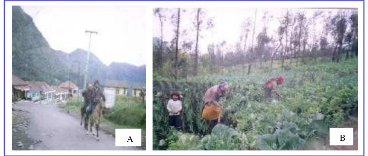 Gambar 6 Pekerjaan sehari-hari mayoritas Masyarakat Tengger Desa Ngadisari: A. Nundan di kawasan wisata Bromo dan B
