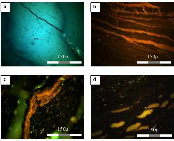Figure 2.  Representative photomicrographs macerals from potential source rock from different environments in Kutai Basin