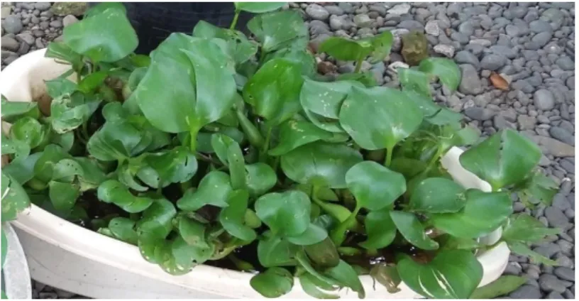 Gambar 3. Eceng gondok (E. crassipes ) 