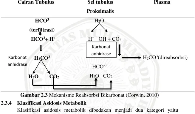 Gambar 2.3 Mekanisme Reabsorbsi Bikarbonat (Corwin, 2010)  2.3.4  Klasifikasi Asidosis Metabolik 