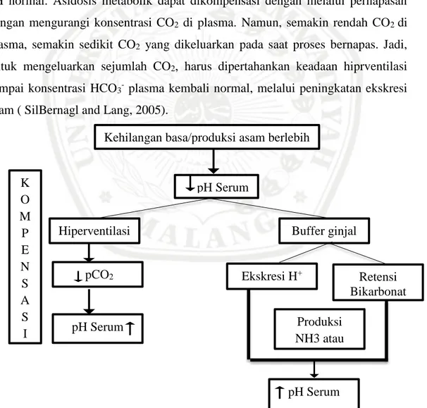 Gambar 2.4 Kompensasi Asidosis Metabolik (Tambayong, 2010) 