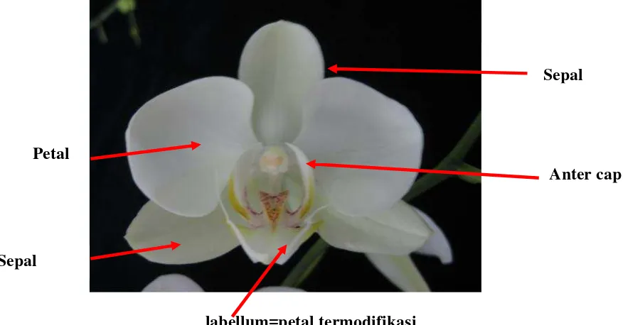 Gambar 1. Bunga Phalaenopsis