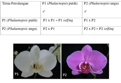 Gambar 2. Kuntum Bunga Tetua Phalaenopsis.