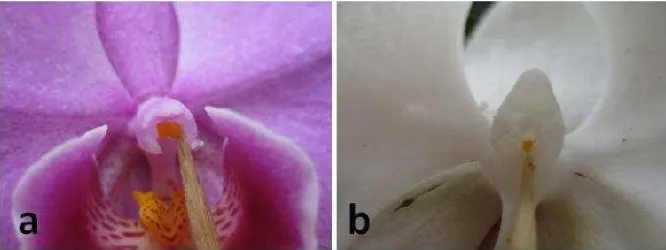 Gambar 3. Cara Menyilangkan a. Pollinia diambil dari tetua jantan, dan b. polliniadiletakkan  atau dimasukkan dengan tusuk gigi ke putik tetua betina.