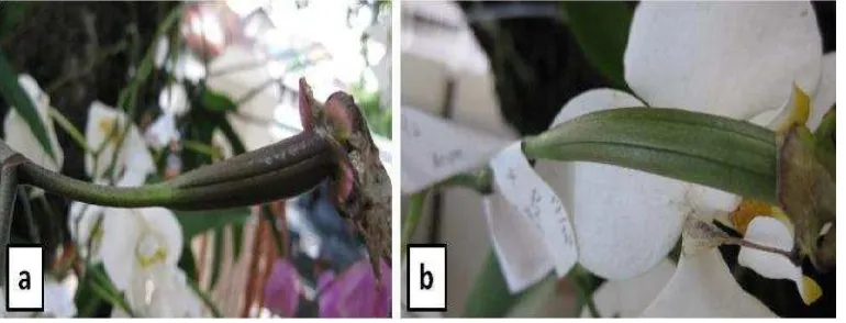 Gambar 8. Hasil dari persilangan dialel lengkap kedua tetua Phalaenopsis terpilih