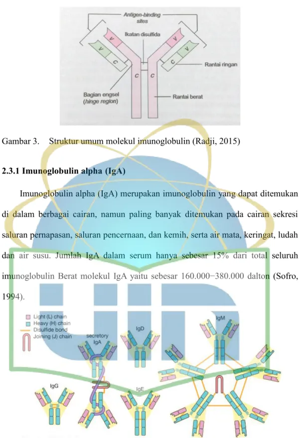 Gambar 3.  Struktur umum molekul imunoglobulin (Radji, 2015) 