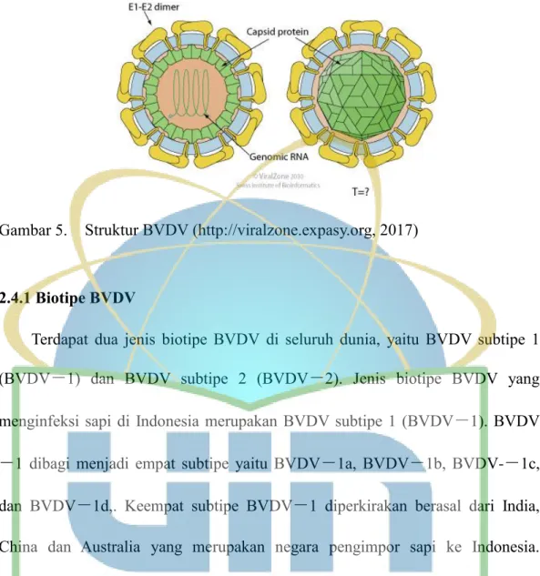 Gambar 5.  Struktur BVDV (http://viralzone.expasy.org, 2017) 