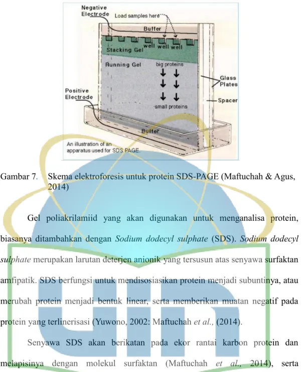 Gambar 7 .   Skema elektroforesis untuk protein SDS-PAGE (Maftuchah &amp; Agus,  2014) 