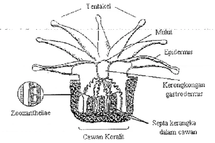 Gambar 1. Anatomi Polip Karang (Nybakken, 1992) 