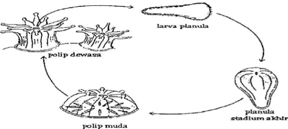 Gambar 1. Proses reproduksi karang secara seksual ( Nybakken, 1992).  Aseksual  (Vegetatif)  terjadi  dengan  pembentukan  tunas