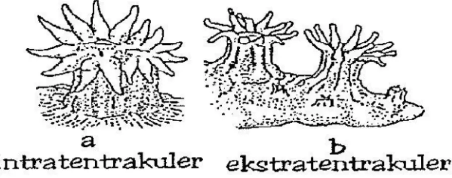 Gambar 2. Proses reproduksi karang secara aseksual (Barnes, 1987).  Perbedaan  antara  karang  lunak  dan  karang  batu  adalah  pada  jumlah  tentakel,  kekenyalan  tubuh,  dan  kerangka  penyusunya