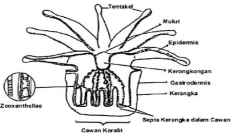 Gambar 4. Morfologi hewan karang (Nybakken, 1992). 