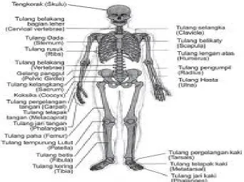 Gambar bagian rangka manusia