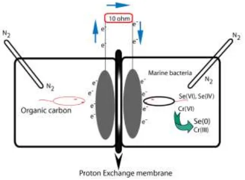 Gambar 1. Skema Microbial Fuel Cells (MFCs) sistem tertutup [6] 