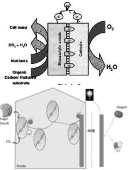 Gambar 5. Microbial Fuel Cell kamar tunggal (SCMFC, Single-Chambered Fuel Cell) (kiri) dan sistem dua kamar (kanan) [4], [13] 