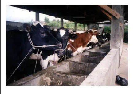 Gambar 1.2 Peternakan sapi di Pasuruan  (Sumber: http://pasuruan.go.id) 