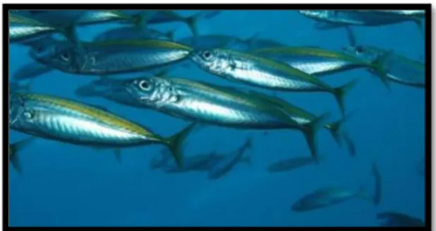 Gambar 2.2. Ikan pelagis kecil  Sumber : gomancing.com 