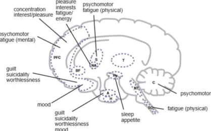 Gambar 2.6 Simtom depresi dan sirkuit otak malfungsi yang terlibat  PFC: Prefrontal cortex, BF: Basal Forebrain, NA: Nucleus Accumbens,  S:Striatum, T:Thalamus, C: Cerebellum, Hy: Hypothalamus, A:Amygdala,   H: Hippokampus, NT: Brainstem Neurotransmitter C
