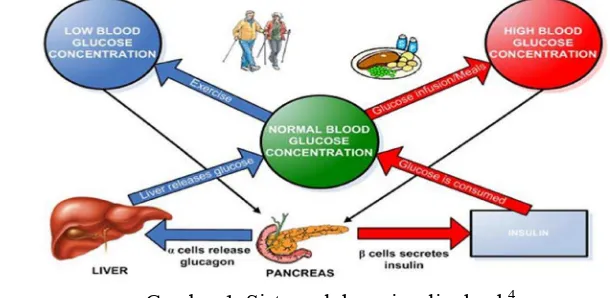 Gambar 1  Sistem glukosa-insulin darah4 