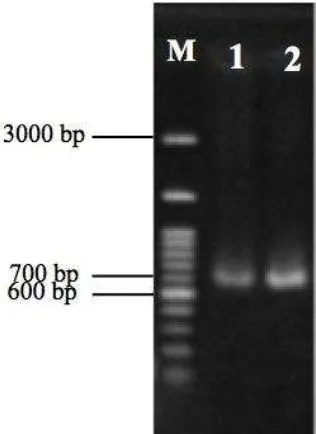 Figure 1  . Gel electrophoresis of PCR product from two individuals of ARC.    