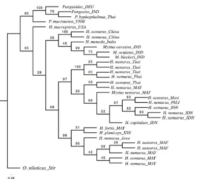 Figure 3. Gene tree of Asian redtail catfish (H. nemurus) derived from Cytochrome c oxidase subunit I sequences