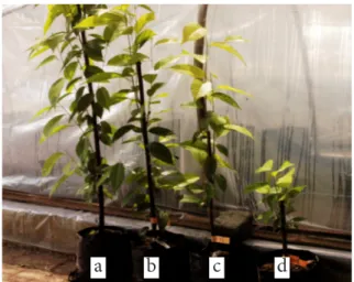 Gambar 2. Pertumbuhan tunas stool plants Meranti  tembaga pada 4 tinggi pangkasan {a) 80  cm, b) 60 cm, c) 40 cm dan d) 20 cm}