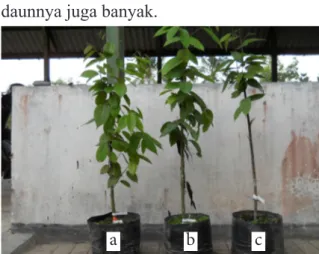 Gambar 1. Pertumbuhan tunas stool plants Meranti  tembaga dari 3 populasi: a). Muara  Wahau,  b)