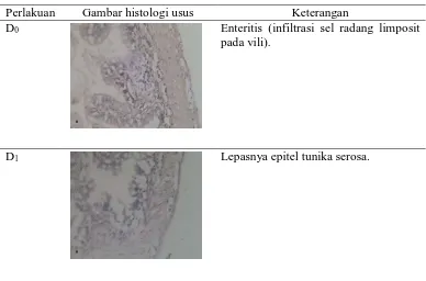 Gambar histologi usus 