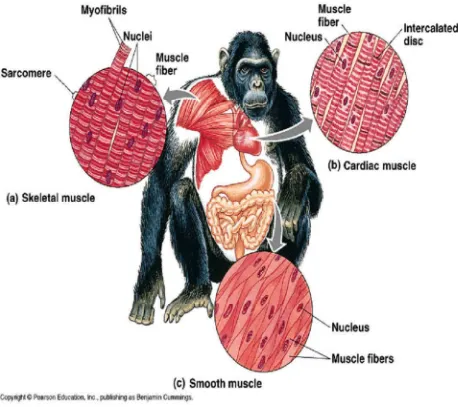 Gambar Jaringan otot utama pada hewan tingkat tinggi 