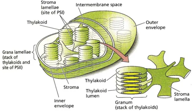 Gambar  Struktur kloroplast 