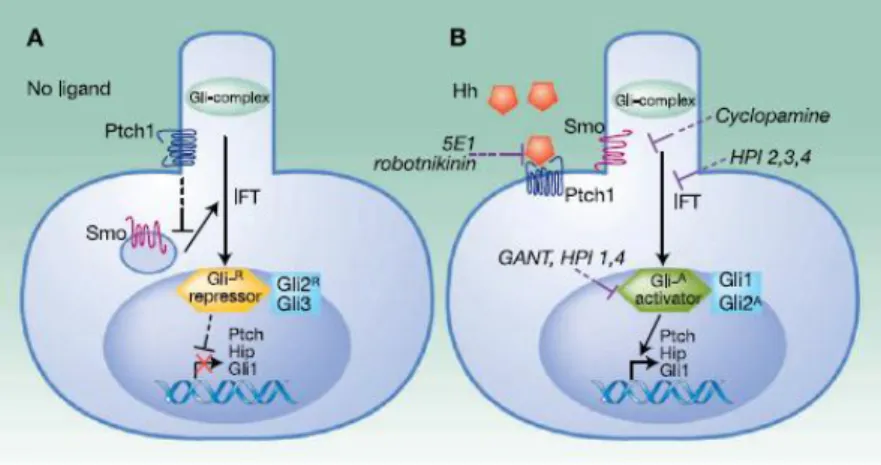 Gambar 2.13 Hh signaling. Jalur skematik signal transduksi Hh yang berasal dari  perkembangan dan kanker (Akil, et al., 2010) 