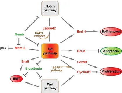 Gambar 2.15 Mekanisme Hh signaling pada kanker payudara   (Kasper, et al., 2009) 