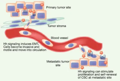 Gambar 2.16 Hh signaling merangsang EMT dan metastasis  (Akil, et al., 2010) 