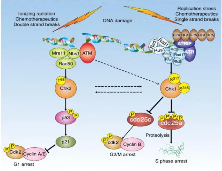Gambar 2.5 Serine/threonine kinase (Chk1 dan Chk2 kinase) diaktifkan oleh ATM dan  ATR kinase dalam meresponi kerusakan DNA (Sancar, 2004) 