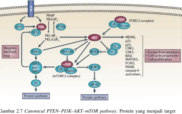 Gambar  2.7  Canonical  PTEN–PI3K–AKT–mTOR  pathway.  Protein  yang  menjadi  target  obat-obatan  ditandai  dengan  warna  merah