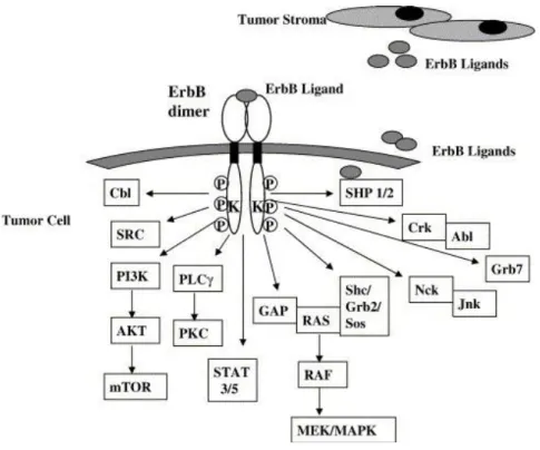Gambar  2.9  Mekanisme  aksi  dari  reseptor  ErbB  pada  sel  tumor,  seperti  EGFR.  Ikatan  ligands  pada  domain  ekstraselular  EGFR  menimbulkan  dimerisasi  reseptor,  aktifasi  tyrosine kinase dan trans-phosphorylation (P)