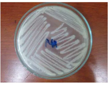 Gambar 4.1.2.2. Bakteri Bacillus Subtillis 