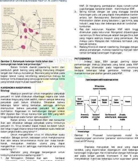Gambar 2. Kelompok kelenjar limfe leher dan 