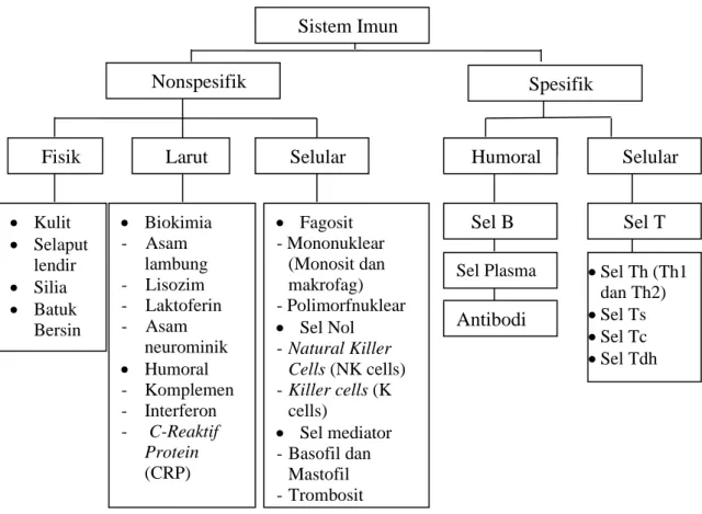 Gambar 2.1 Gambaran Umum Sistem Imun (Baratawidjaja, 2010) Sistem Imun 