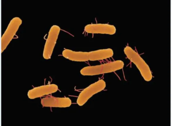 Gambar 1 Bentuk Bakteri Salmonella 