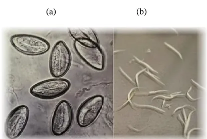 Gambar 1.(a)Telur Enterobius vermicularis 