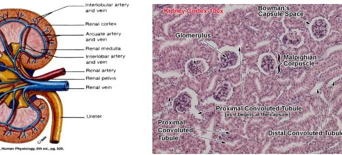 Gambar 2.1. Struktur Umum Histologis Ginjal (Focosi, 2009). 